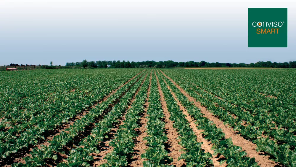 SESVanderHave - sukkerroer herbicid ukrudtsbekæmpelse sorter conviso smart field