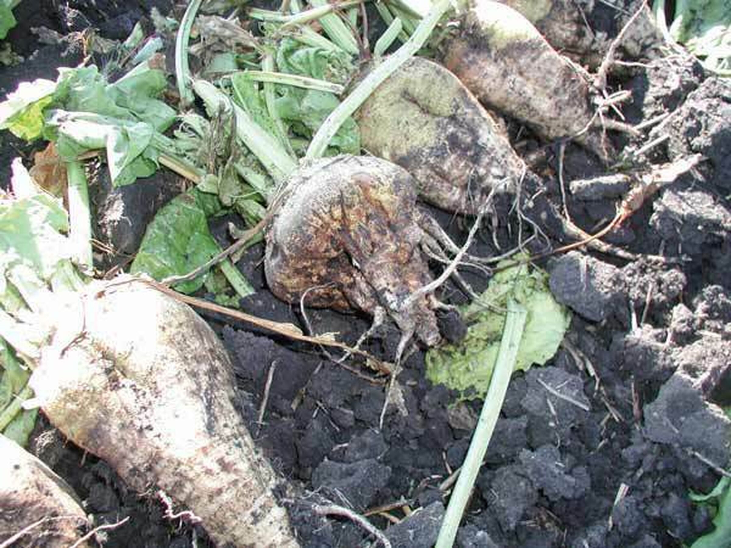 SESVanderHave suikerbieten - ziektes en plagen aphanomyces