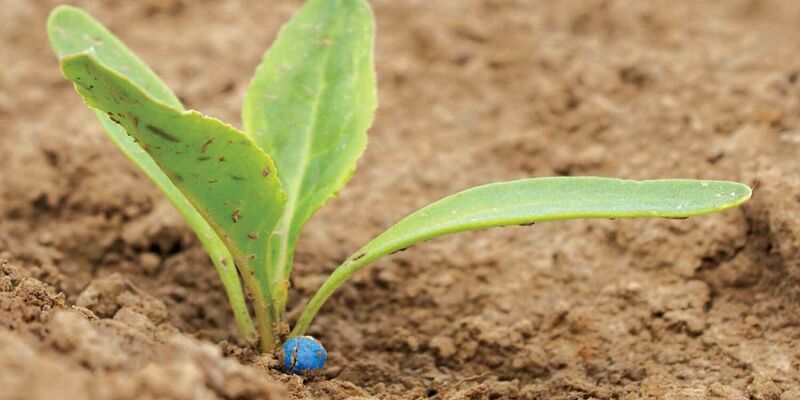 SESVanderHave suikerbietenzaad - klein bietenplantje, blauw zaad, groeiend gewas, vierbladstadium