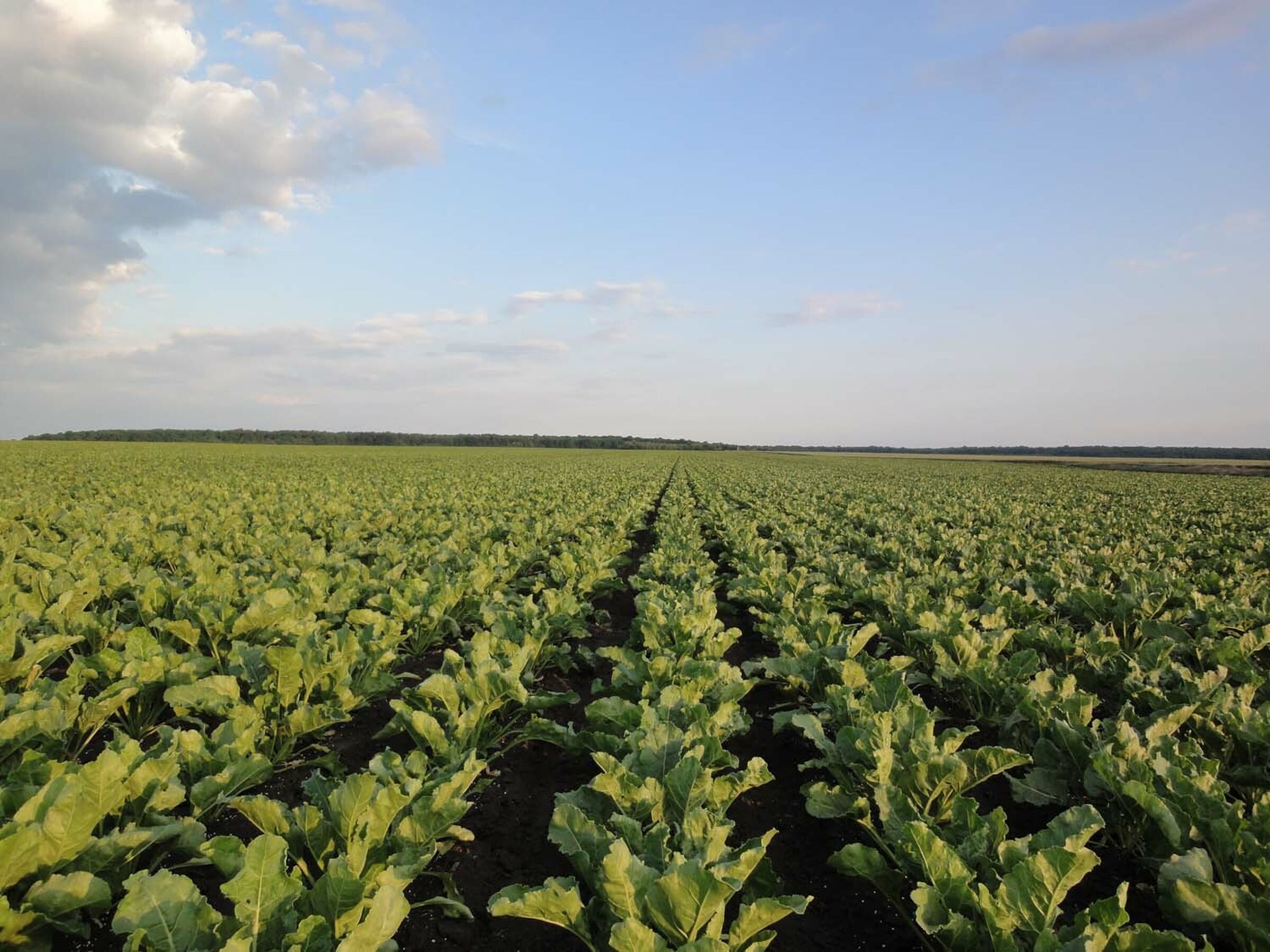 SESVanderHave sugar beet seed - sugar beet field, growing sugar beet, rows, crops, healthy leaves, green