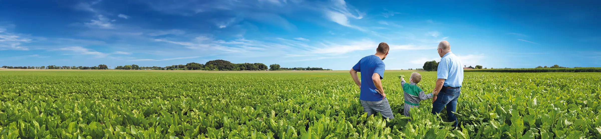 Sesvanderhave sugar beet seed field with beets varieties Campaign family farmers